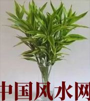 怀化十二生肖养什么植物最旺财运？你知道吗！