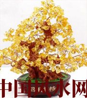 怀化买了招财植物却不能发财，是方位摆错了！